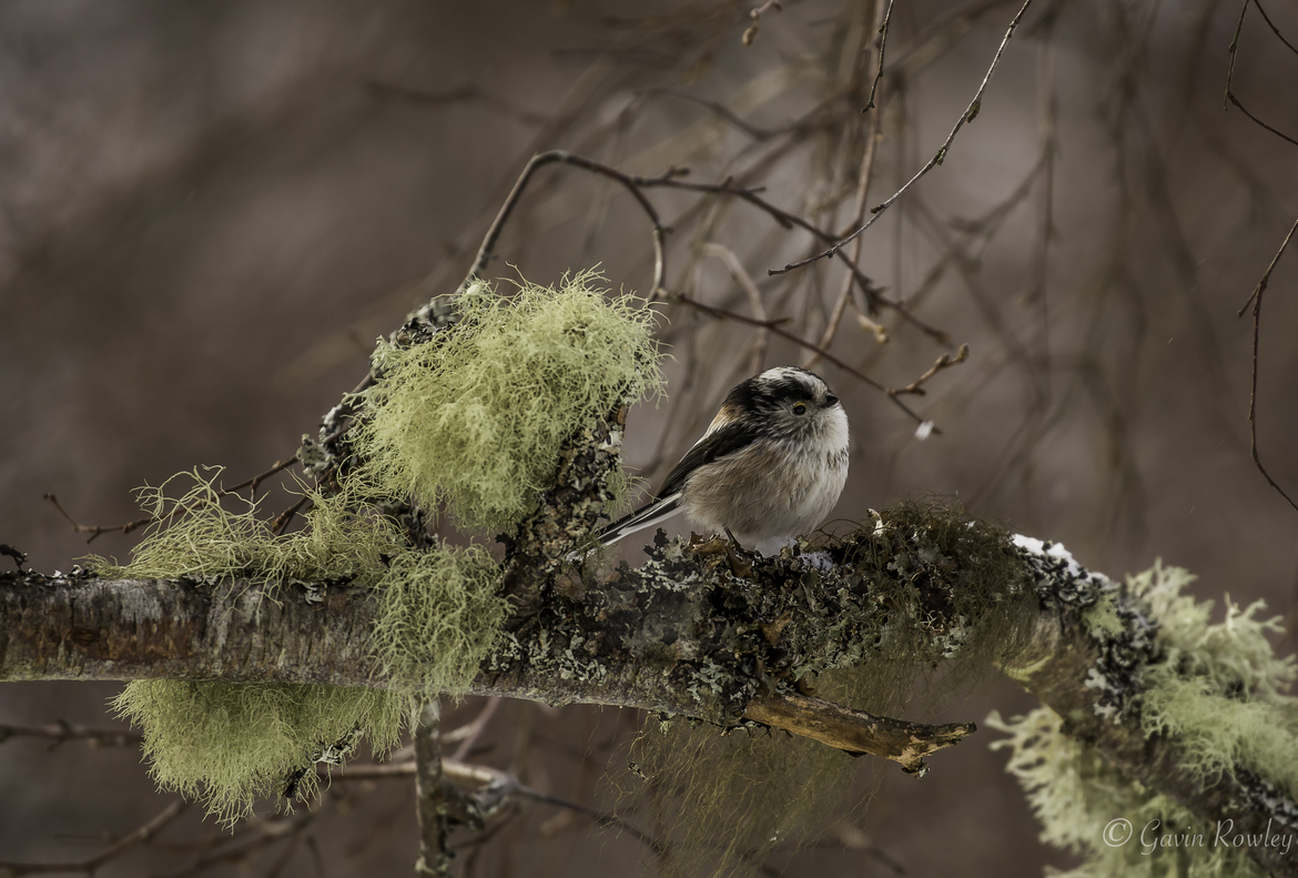 long-tailed tit, long-tailed tit photos, Cairngorms National Park, Cairngorms National Park wildlife, Cairngorms birding, Scotland wildlife, Scotland birding, birding in Scotland, long-tailed tits in Scotland
