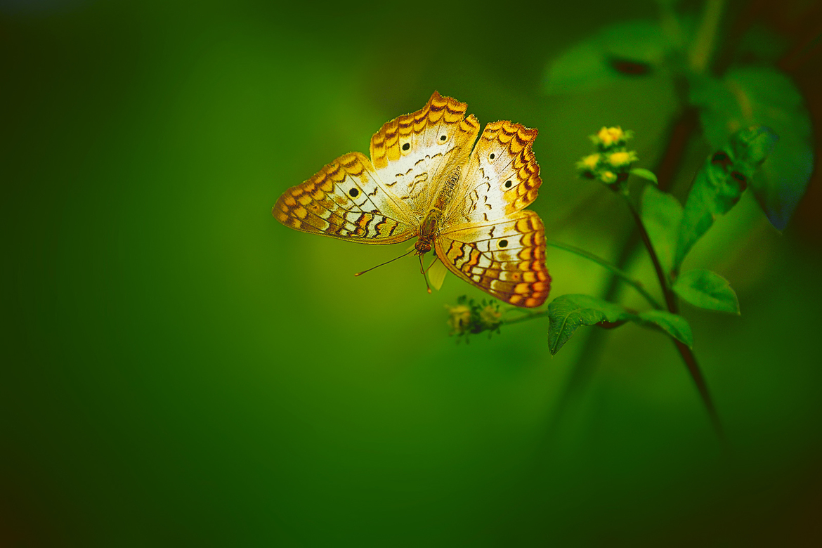 butterfly, butterfly photos, Florida insects, Florida butterflies, Seminole County wildlife, Seminole County butterflies