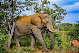 Grid elephant 