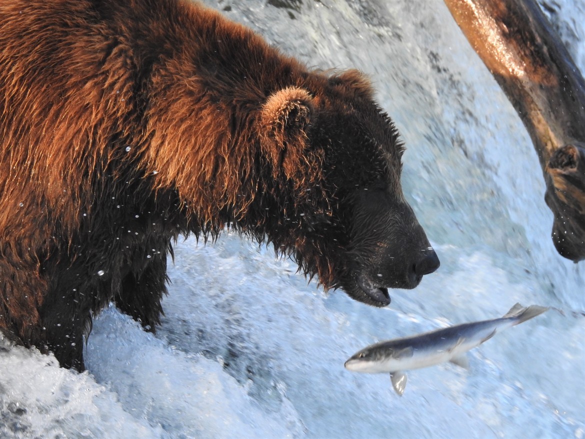 Grizzly Bear, Grizzly Bears, Alaska, Brooks Falls, Images of Grizzlies, Alaska Grizzly Bears, Photos of Brown Bears, Grizzly Bear Photos