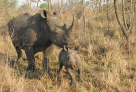 Grid mother and baby rhino