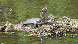 Grid img 3151 florida softshell turtle
