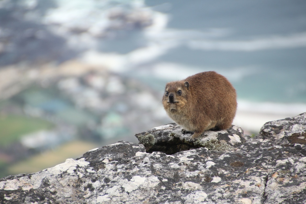 Dassie Rat, Table Mountain, South Africa