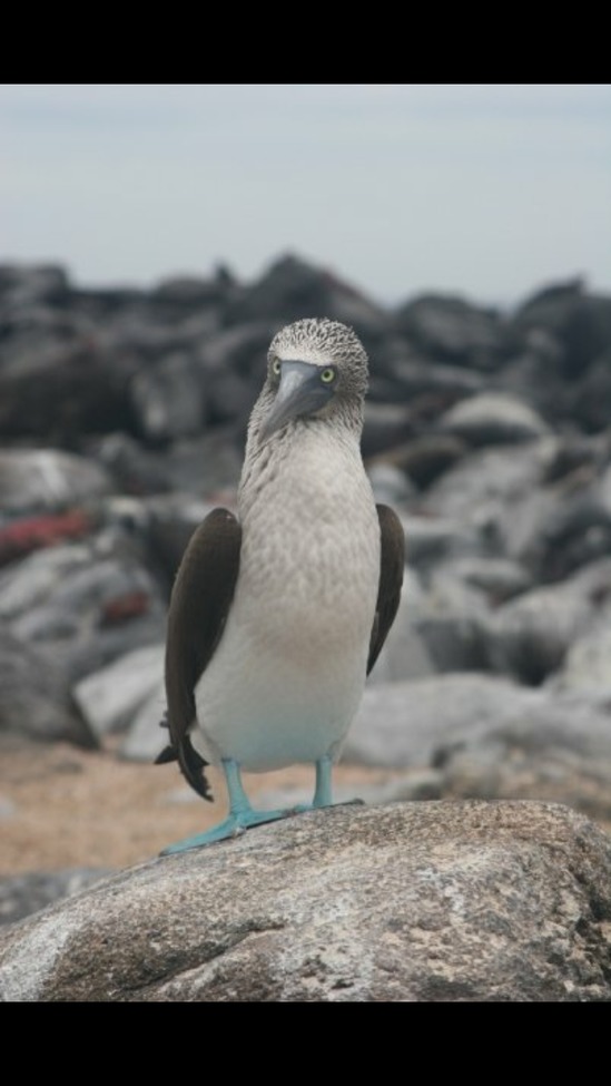 Blue Footed Booby, Galapagos Island, Galapagos 