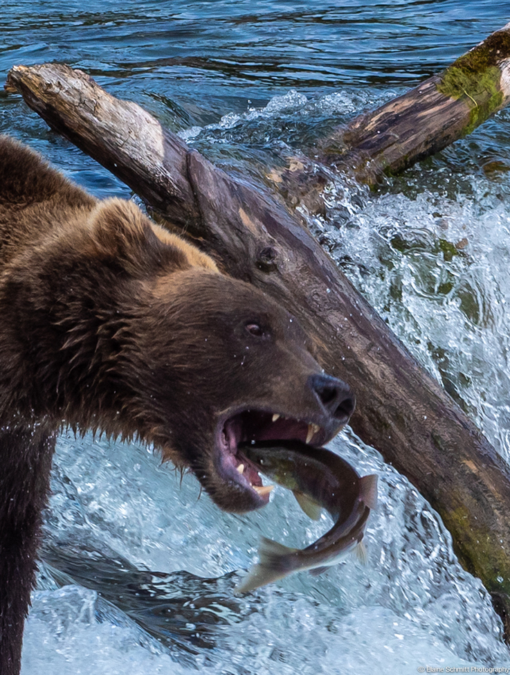 Alaska / Catch of the Day