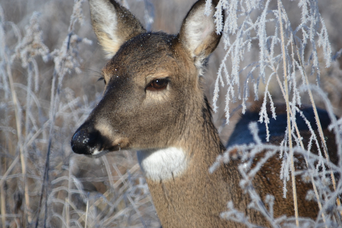 Whitetail deer (Odocoileus virginianus), Smoky Mountain NP, United States