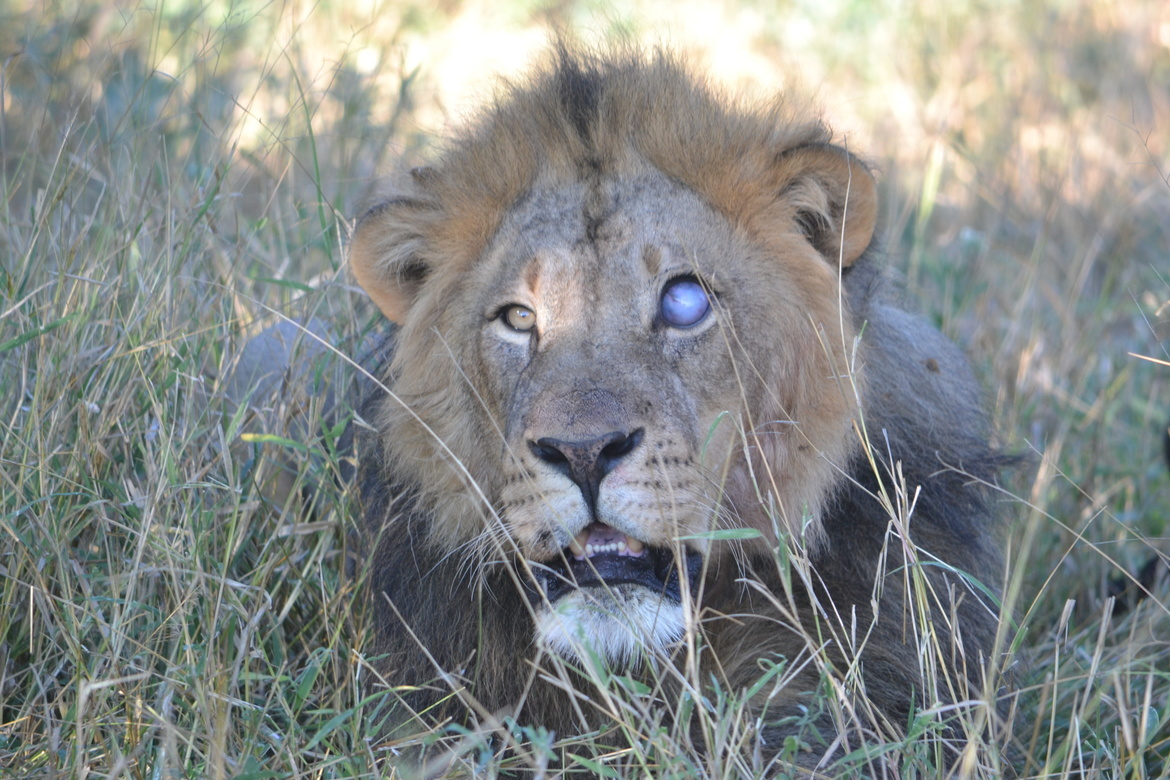 Lion (Panthera leo), Mashatu Game Reserve, Northern Tuli Game Reserve, Botswana