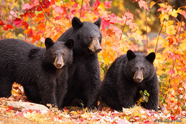 Grid dsc1220 wet female black bear and cubs in stunning foliage colors copyright robert andersen b