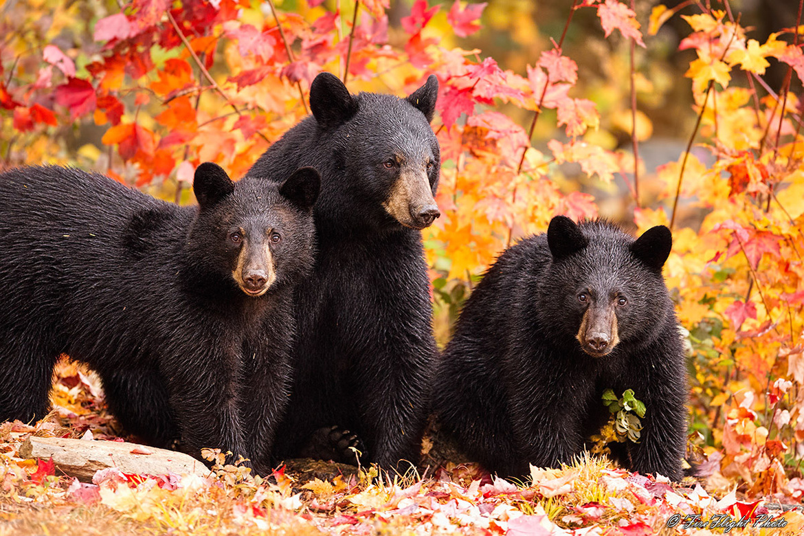 Black Bear, Northern NH, USA