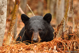 Grid dsc7610 male black bear deep in woods copyright robert andersen