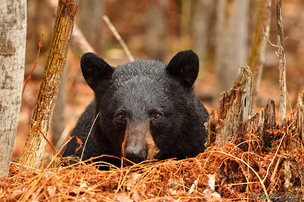 Black Bear, Northern NH, USA