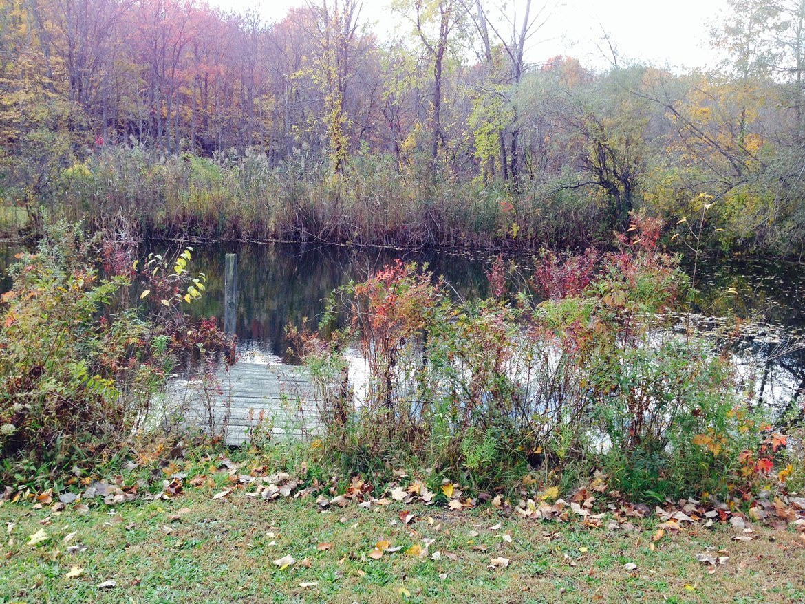 Multitude of wildlife living in habitat, Upstate New York, USA