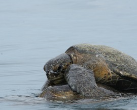 Grid galapagosgreenturtle
