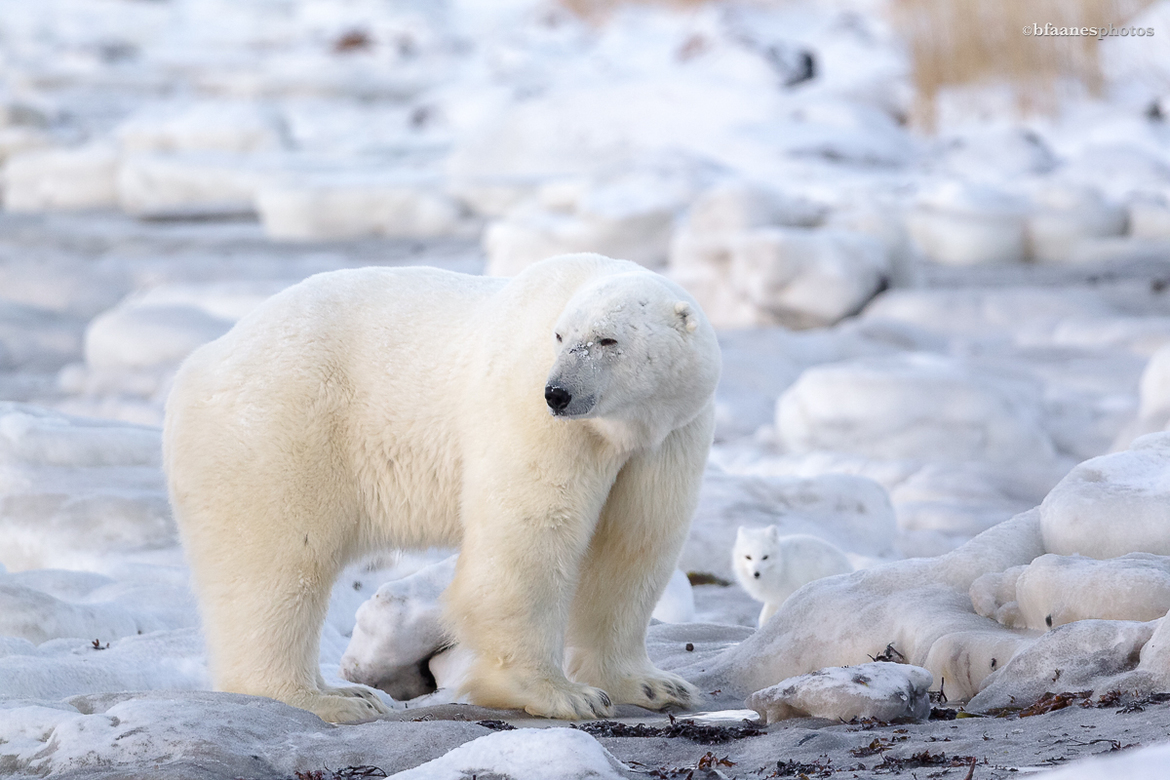 Polar Bear & Arctic Fox, Seal River, MB, Canada