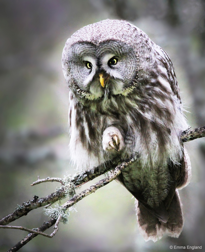 Great Grey Owl, Ekolsund, Sweden