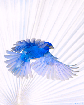 Grid  indigo bunting framed by bismarck palm 