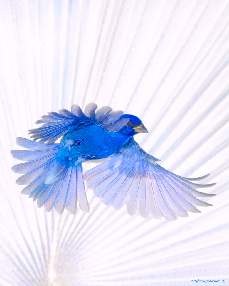 indigo bunting, Passerina cyanea, Private home, Immokalee, Florida, United States