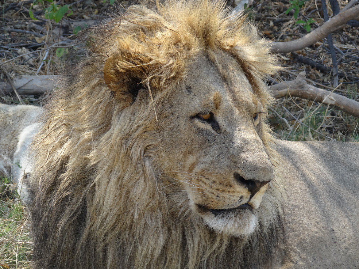 Lion, Okavango Delta, Botswana