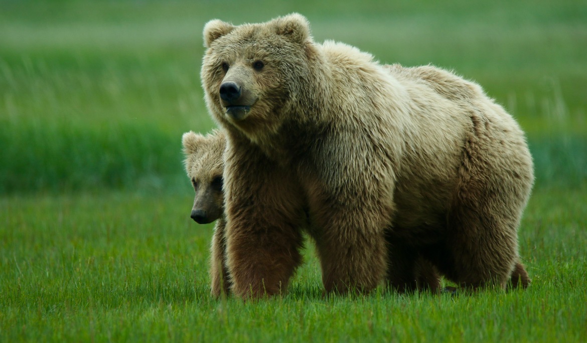 brown bear, grizzly bear, brown bear photos, grizzly bear images, Katmai National Park, Katmai National Park wildlife, united states wildlife photos, Alaska wildlife, Alaska bears, Alaska photos, bear cub
