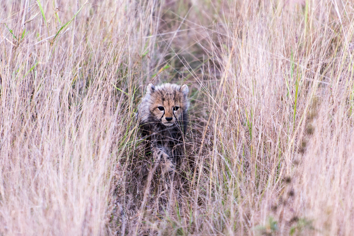 Cheetah, Phinda, Southa Africa