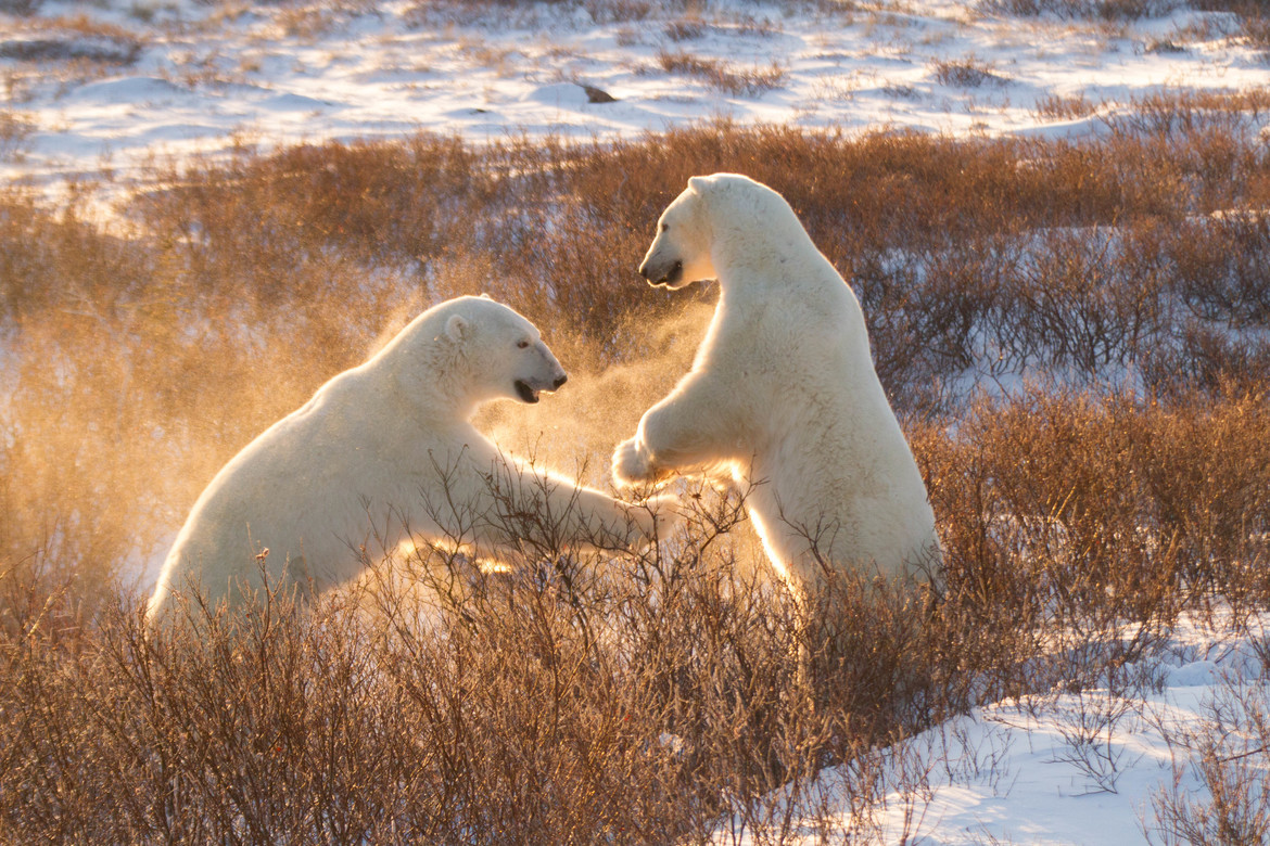 Polar Bear, Manitoba, Canada, Churchill, Manitoba