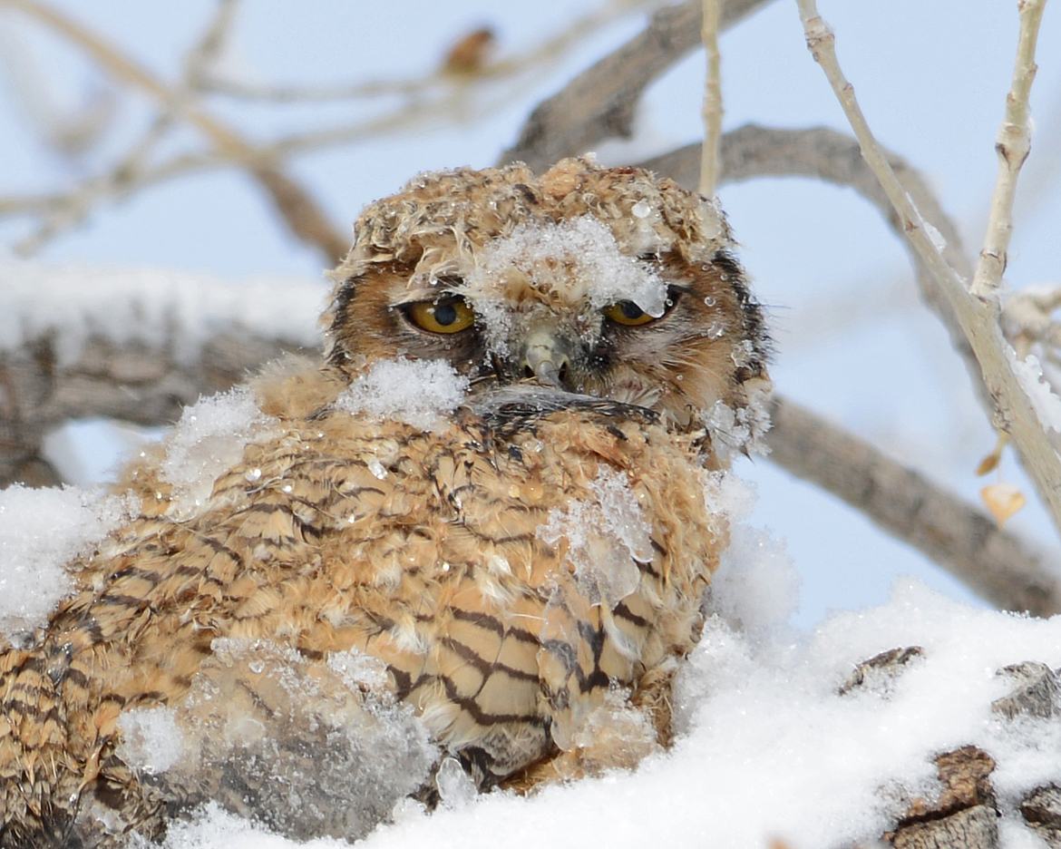 Great Horned Owl, Near Boulder Colorado, United States