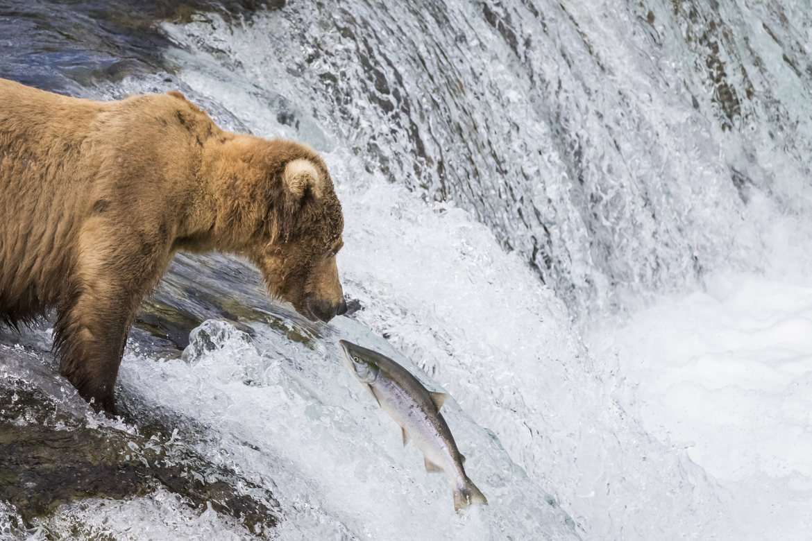 Grizzle Bear, Katmai National Park, United States