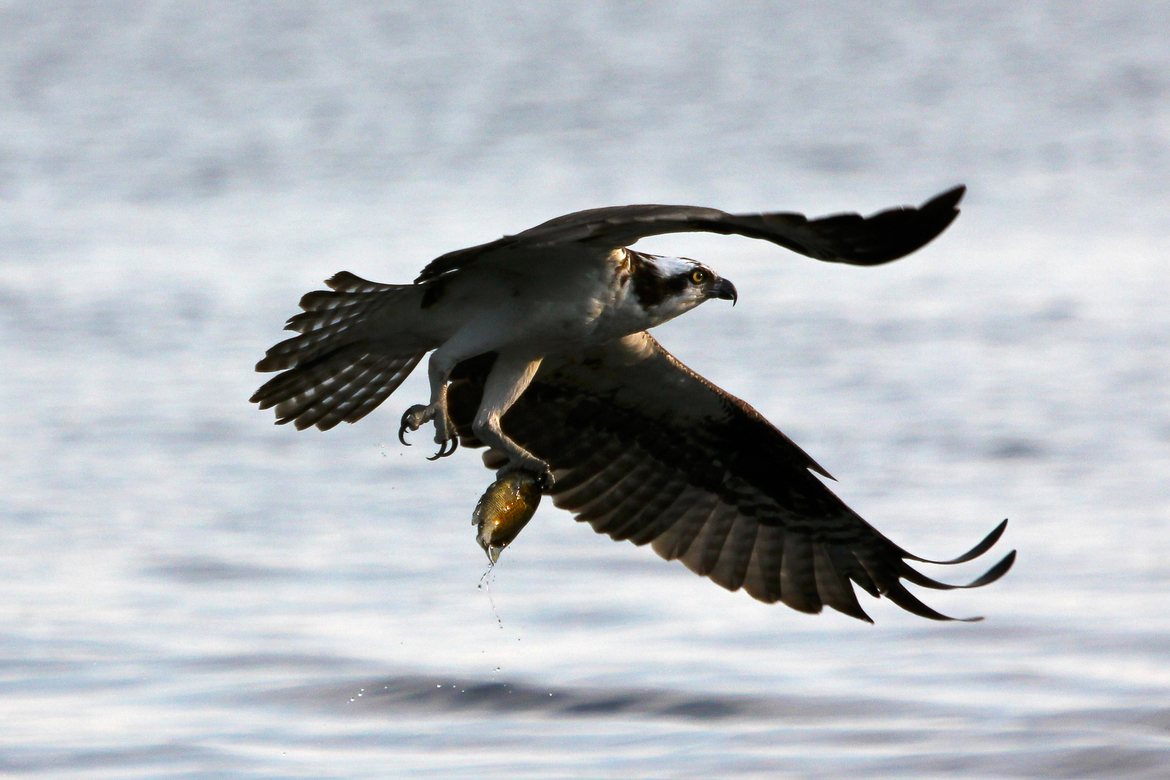 Osprey, Sturgeon Lake, Kawartha Lakes Region, Ontario, Canada, Canada