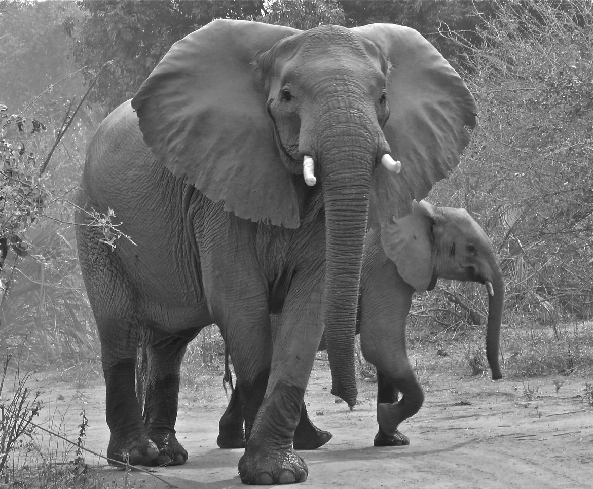 elephant-african, Zambezi national park, Zimbabwe