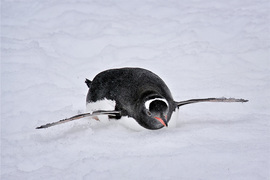 Grid tobogganing gentoo penguin 0920