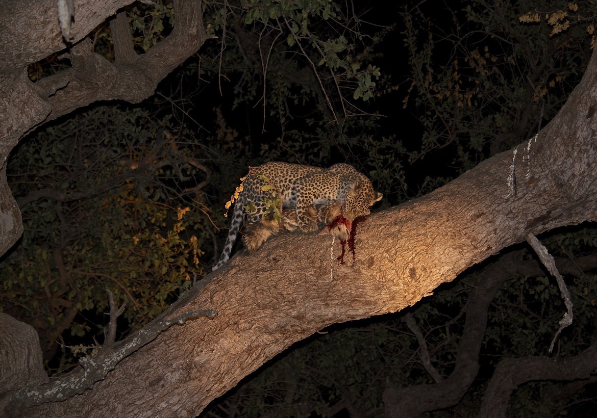 Leopard, Okavango Delta, Botswana
