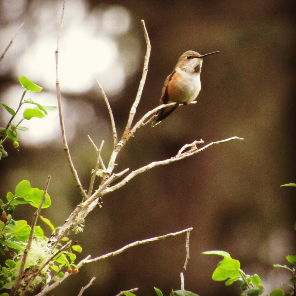 Hummingbird, Washington, United States