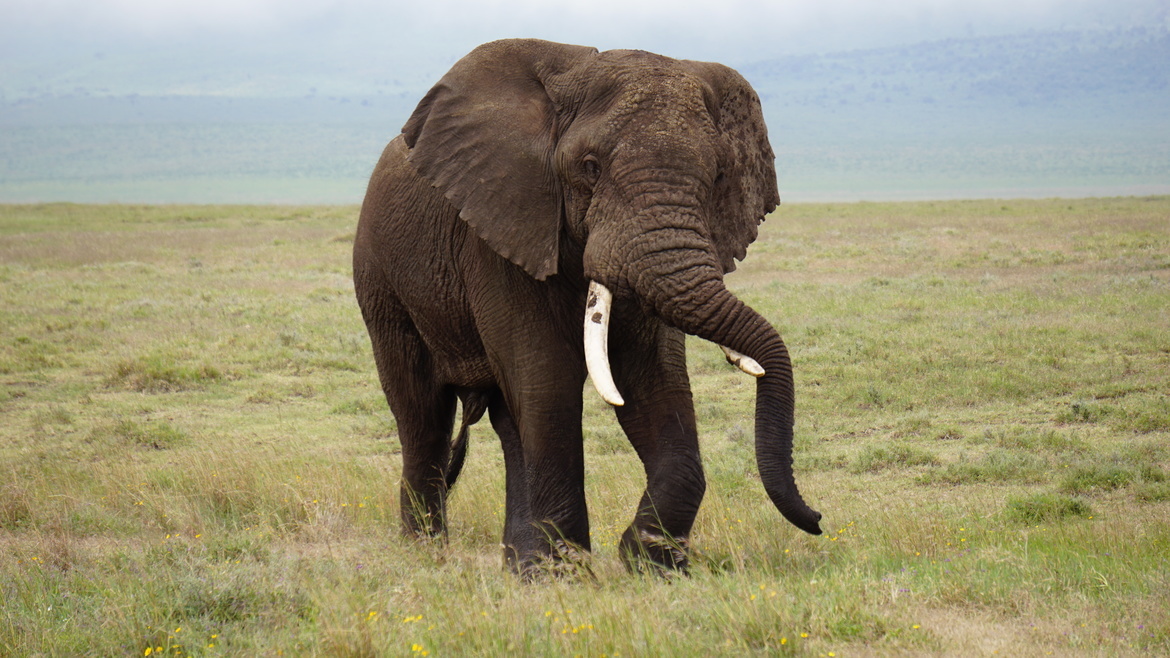 Elephant, Sarengetti , Tanzania 