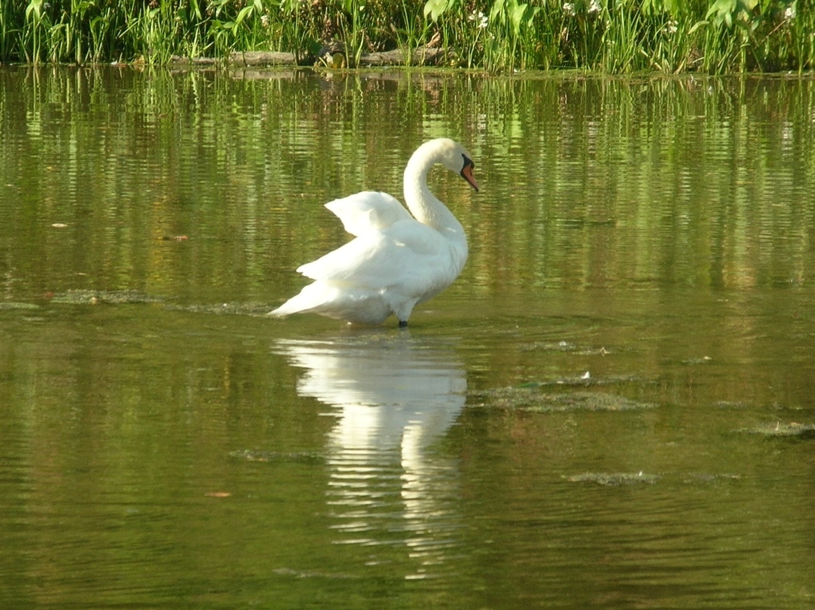 Swan, Hocking Hills Southern Ohio, United states