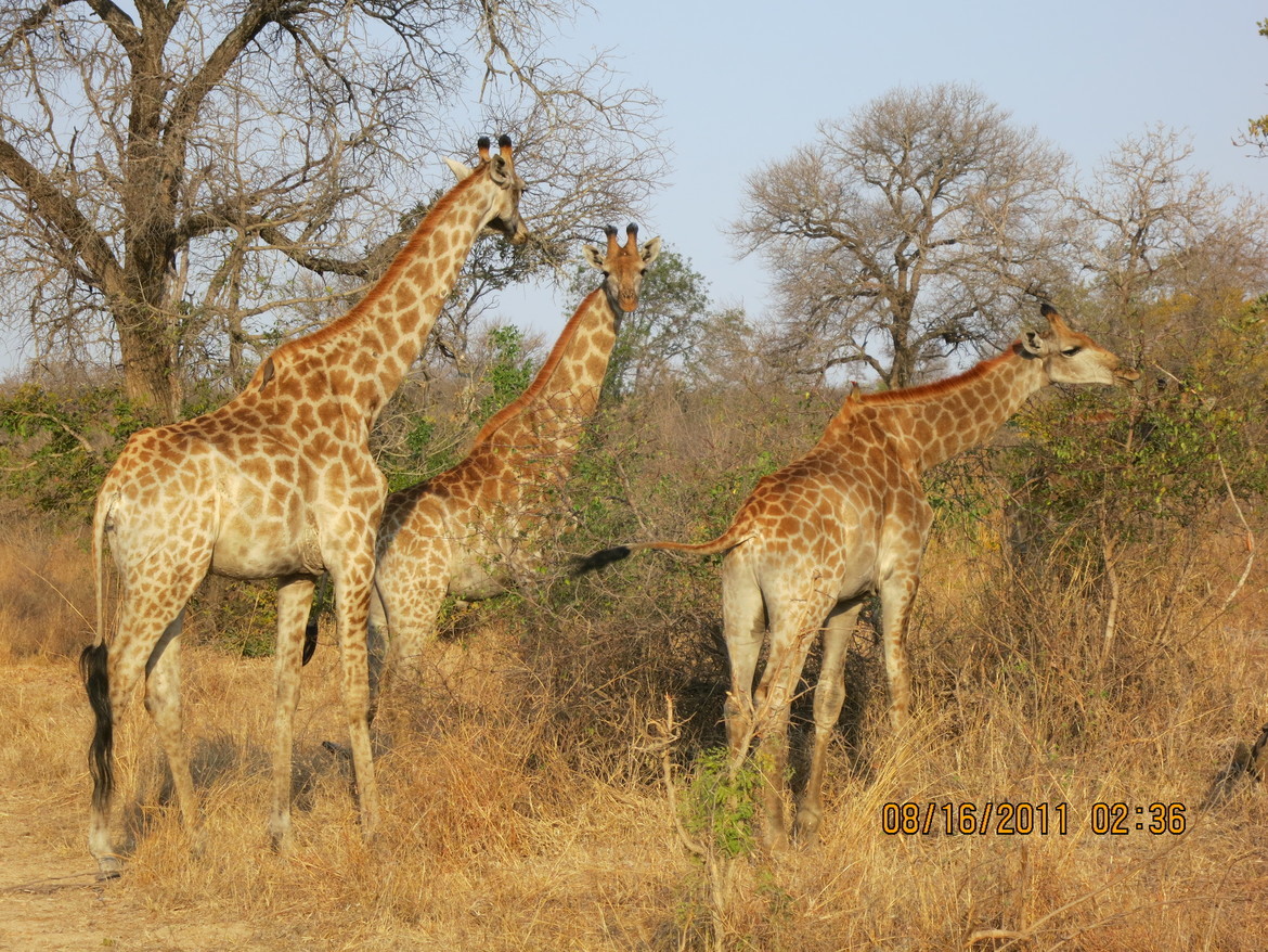 Giraffes , Kruger, Africa
