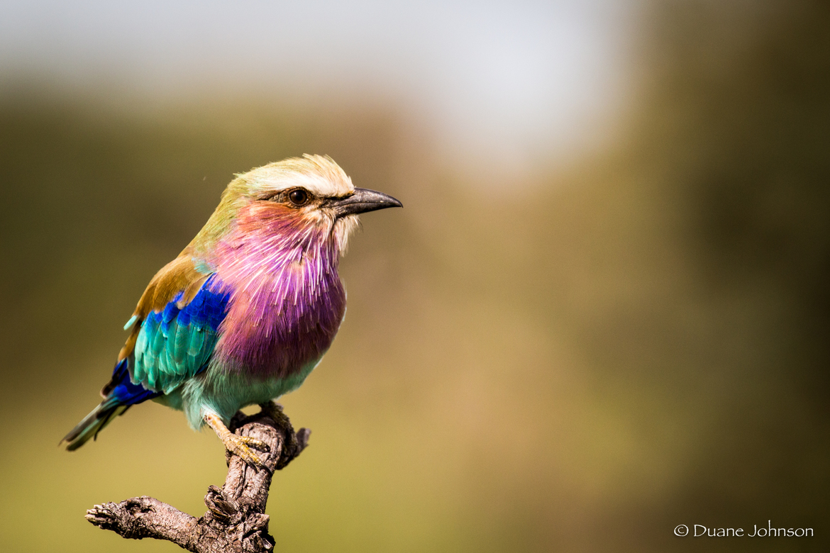 Lilac Breasted Roller, Chitabe Concession, Okavango Delta, Botswana