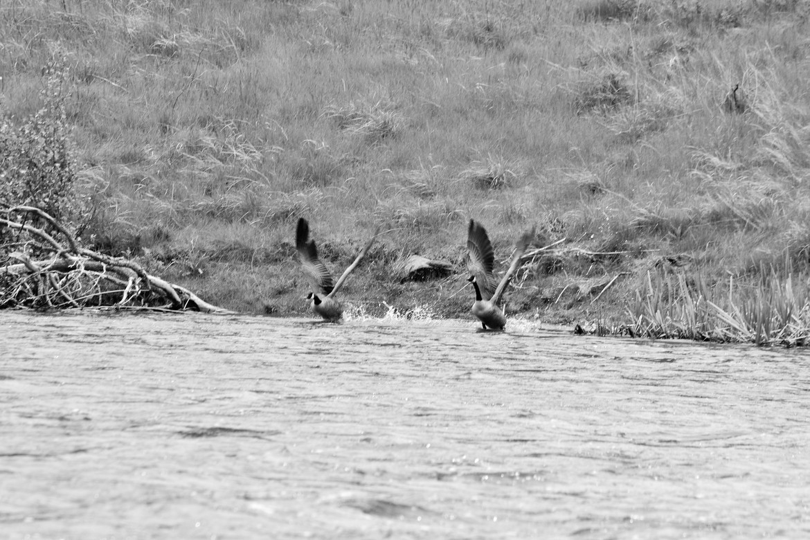 Geese, Madison River, MT, United States