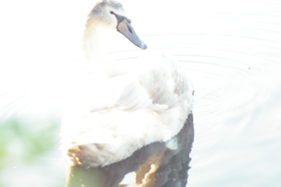 Swan, Cape Cod, United States