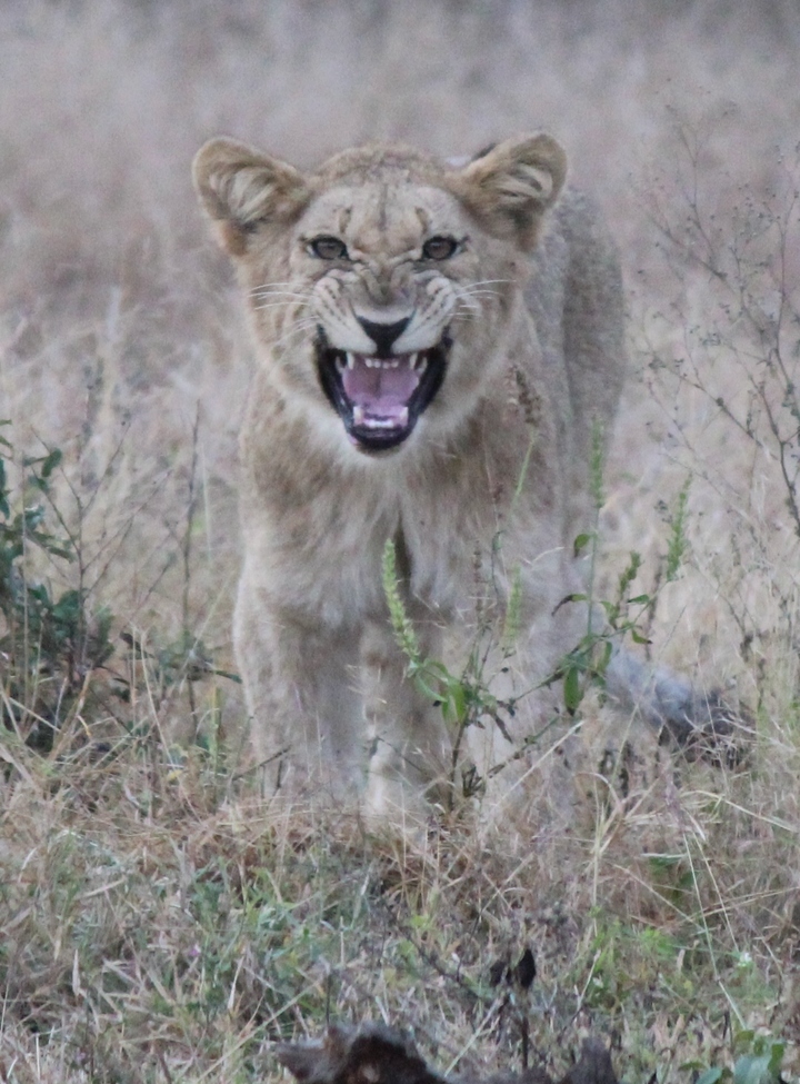 lion, Hluhluwe–Imfolozi Park, South Africa
