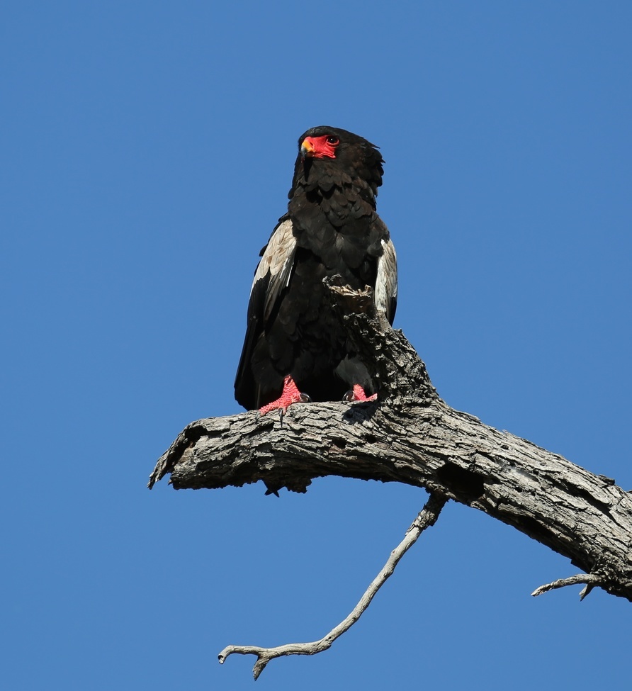 Bateleur Eagle, Linyanti concession, Botswana