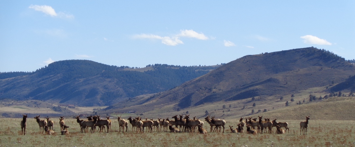 Antelope, Front range of the Rockies, United States