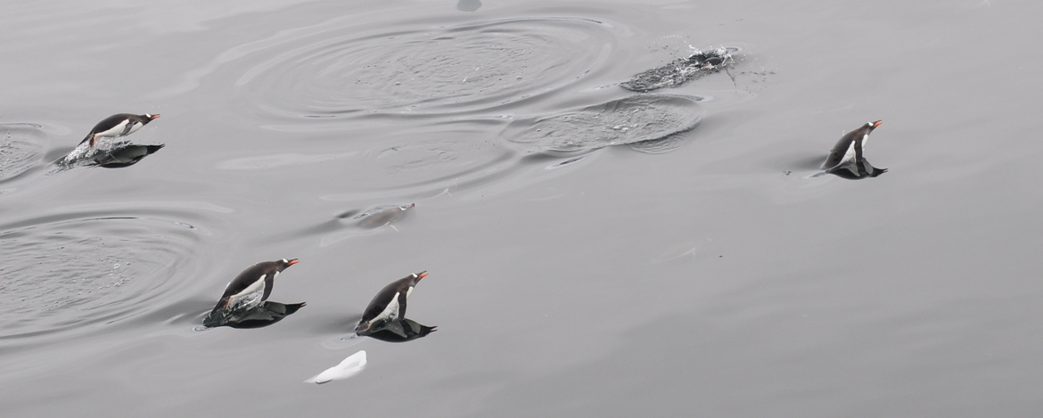 Gentoo penguins, Antarctic, antarctica