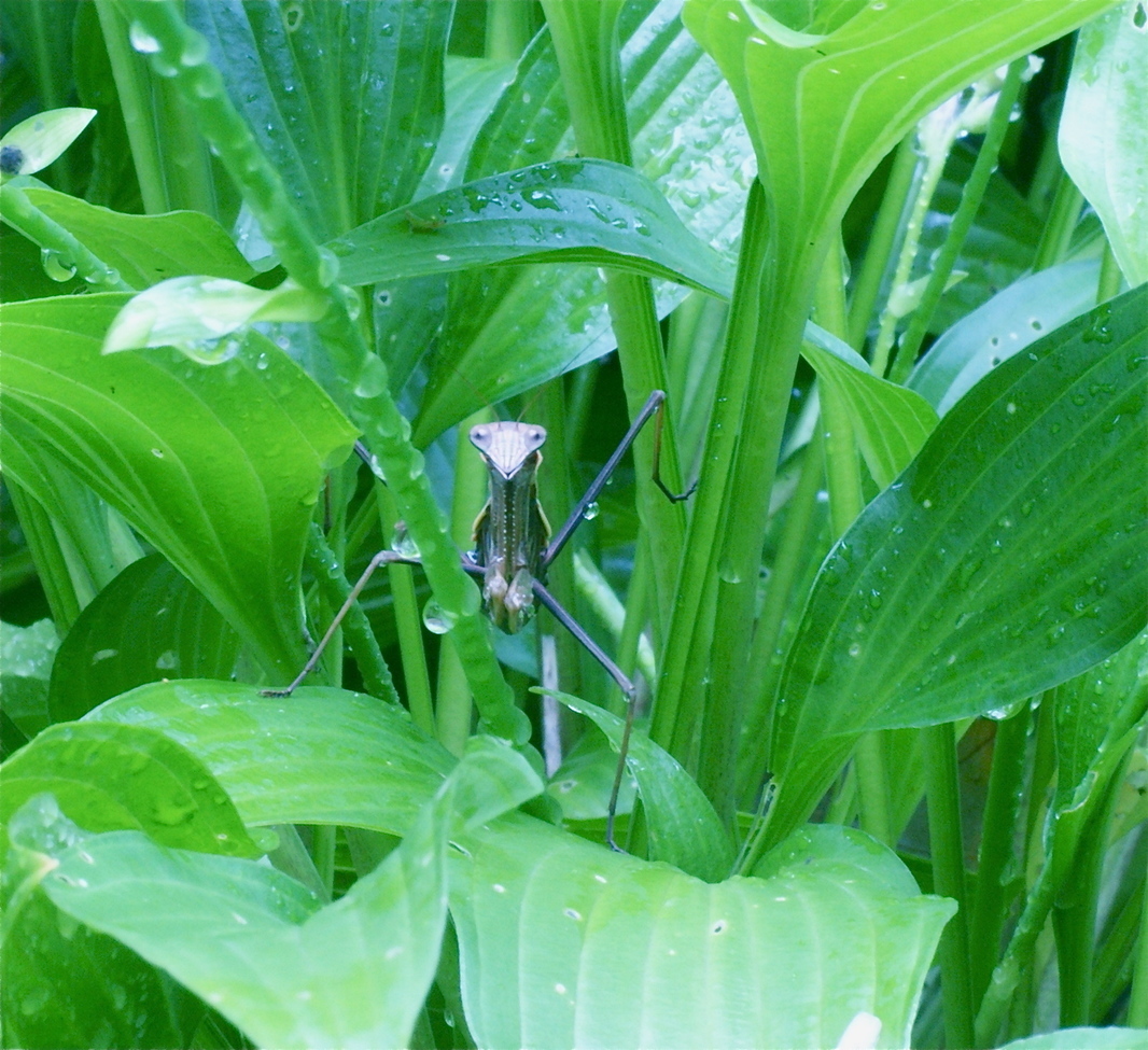 Preying Mantis, Backyard in Wooded, Naturalized Habitat, USA