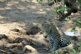 Grid last minute leopard