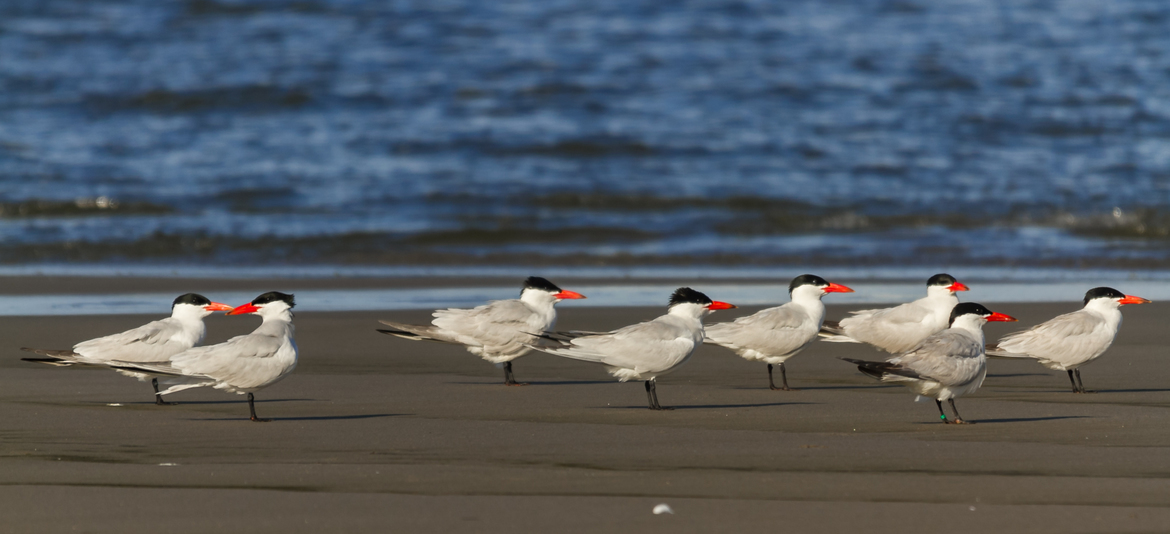 Caspian Tern, Long Beach, Washington, United States