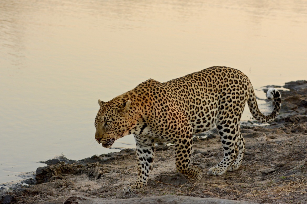 Leopard, Sabi Sand Reserve, South Africa