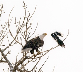 Grid bald eagle and magpie 021410 bc 4img 6721 02 sig