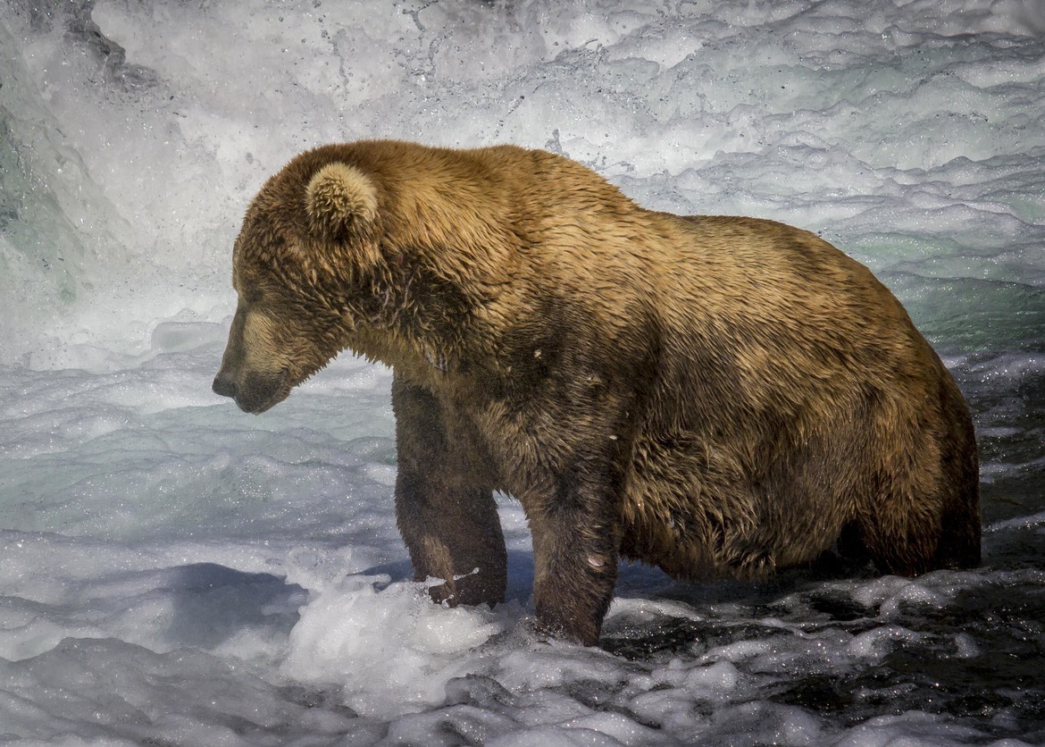 Brown bear, Katmai NP, Alaska