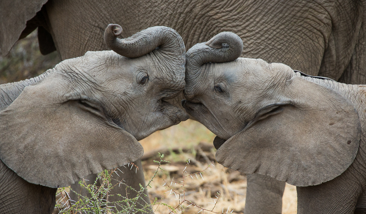 Elephant, Mashatu, Botswana