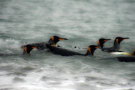 Grid penguins in surf